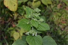 Teucrium tomentosum